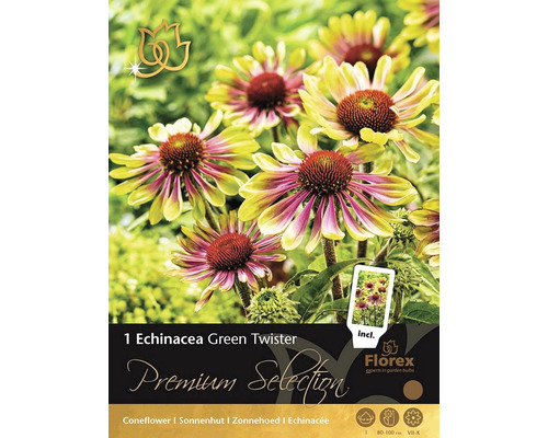 Blumenzwiebel Echinacea Green Twister Premium Selection 1 Stk