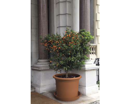 Mandarinier dans un pot