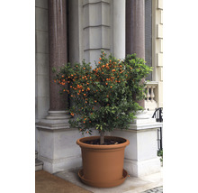 Soucoupe Primavera Ø 70 cm h 9 cm terre cuite
