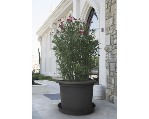 Grand pot de fleurs avec soucoupe et plante devant un bâtiment