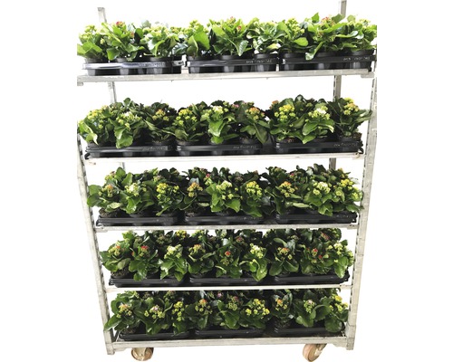 Wagen mit Kalanchoe Pflanzen in Töpfen
