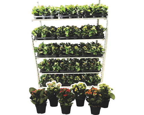 Kalanchoe Pflanzen in Töpfen auf einem Regal