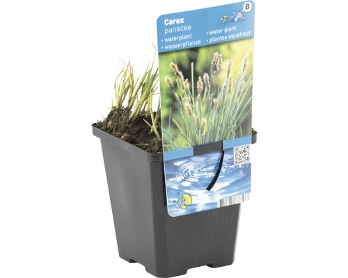 Carex panacea plante aquatique en pot