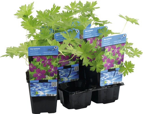 Géranium des marais comme plante aquatique en pot