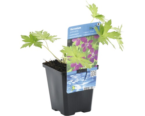 Geranium palustris en pot, une plante aquatique