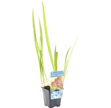Iris ensata FloraSelf Iris kaempferi 'Ann Chowing' H 10-75 cm Co 0,6 -thumb-1