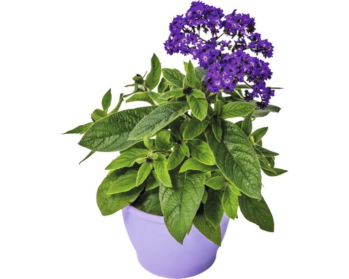 Héliotrope en pot