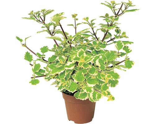 Harfensträucher FloraSelf Plectranthus coleoides Ø 12 cm Topf