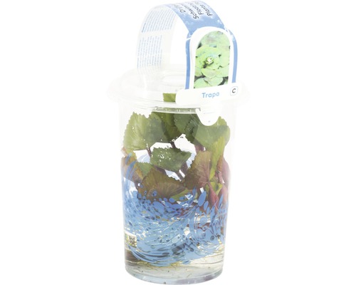 Châtaigne d''eau en pot pour bassin de jardin