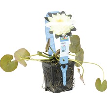 Seerose im Topf mit Blüte und Blättern für Gartenteiche