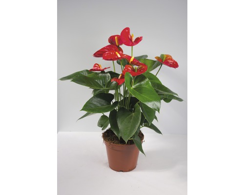 Anthurium en pot avec des fleurs rouges et des feuilles vertes