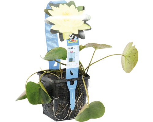 Gelbe Seerose in einem schwarzen Pflanzgefäß