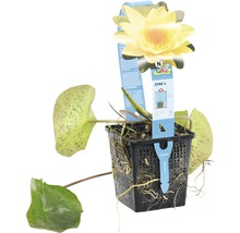 Nénuphar jaune en pot pour bassins de jardin