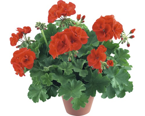 Bodendeckergeranie FloraSelf Pelargonium x Hybride 'Extrem Alpin Red' Ø 12 cm Topf Geranie in einem Topf mit roten Blüten und grünen Blättern