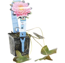 Nénuphar en pot avec étiquette de plante