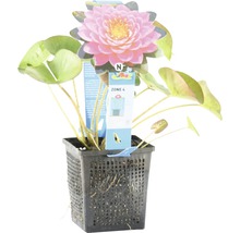 Nénuphar dans un pot grillagé noir avec fleur rose et feuilles vertes