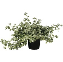 Dichondra argentea Pflanze im Topf