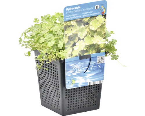 Hydrocotyle sibthorpioides Variegata en pot, une plante oxygénante pour le bassin