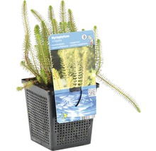 Myriophyllum crispata plante oxygénante en pot