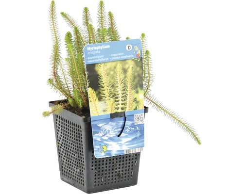 Myriophyllum crispata plante oxygénante en pot
