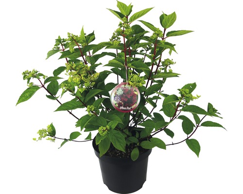 Hortensia paniculé Hydrangea paniculata 'Wim's Red' H 40-50 cm Co 7,5 l