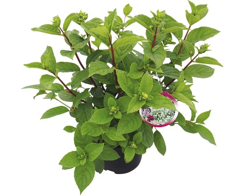 Hortensia en pot avec des feuilles et des pousses vertes