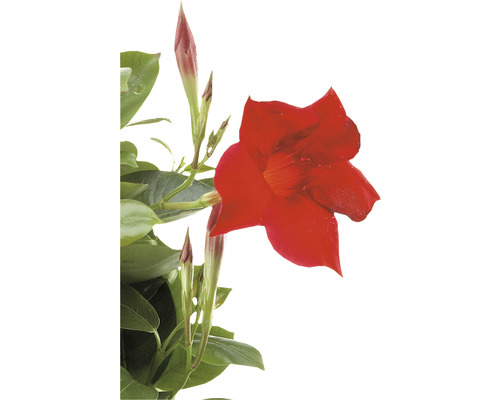 Dipladenia-Pflanze mit roten Blüten und grünen Blättern