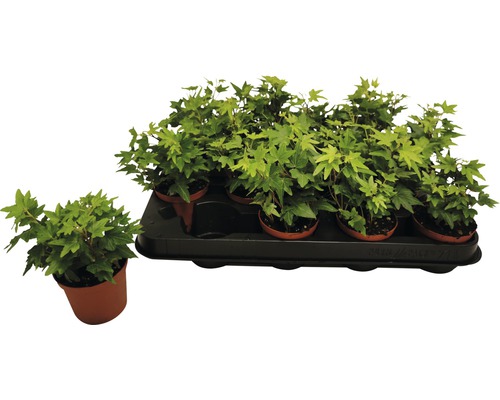 Plantes de lierre en pot sur un plateau noir