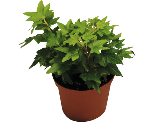 Mélange de lierre vert FloraSelf Hedera h 10-15 cm pot Ø 7 cm sélection aléatoire de variétés