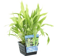 Plantain d''eau en pot noir