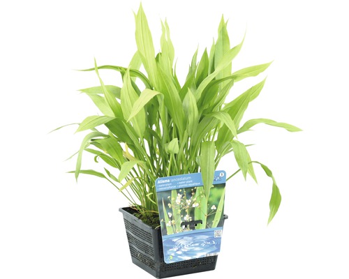 Plantain d''eau en pot noir