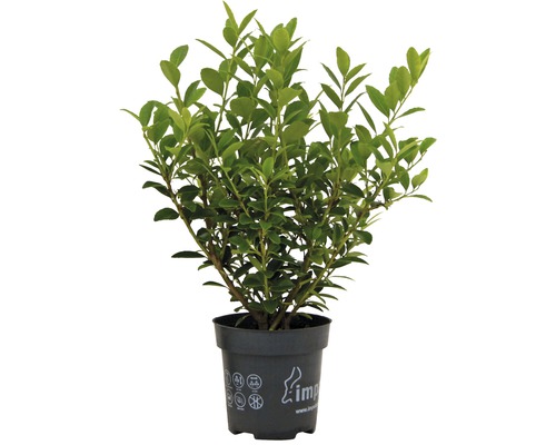 Buis dans un pot