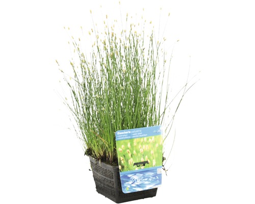 Eleocharis palustris en pot, une plante aquatique pour le bassin de jardin