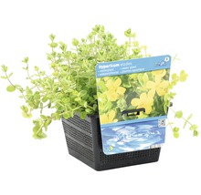 Hypericum elodes plante aquatique en pot