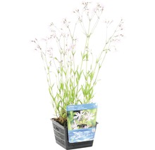 Lychnis fleur de coucou FloraSelf Lychnis flos-cuculi h 10-30 cm Co 3 l