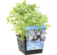Menthe aquatique en pot