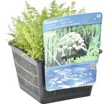 Oenanthe aquatica plante aquatique en panier de plantation