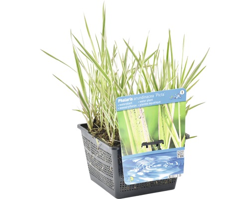 Baldingère faux roseau ''Picta'' en pot