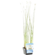 Scirpe des lacs FloraSelf Scirpus lacustris H 10-70 cm Co 3 l