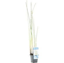 Scirpe des lacs FloraSelf Scirpus lacustris H 10-70 cm Co 3 l