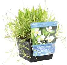 Baldellia ranunculoides Wasserpflanze im Topf