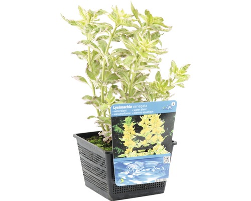 Lysimachia Variegata plante aquatique en pot