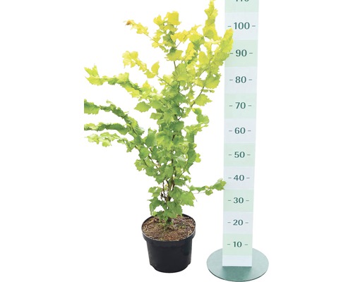 Charme commun en pot avec indication de taille