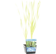 Masse d''eau naine Typha laxmannii Variegata en pot