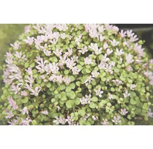 Gros plan d'une plante touffue avec des feuilles vertes et de petites fleurs