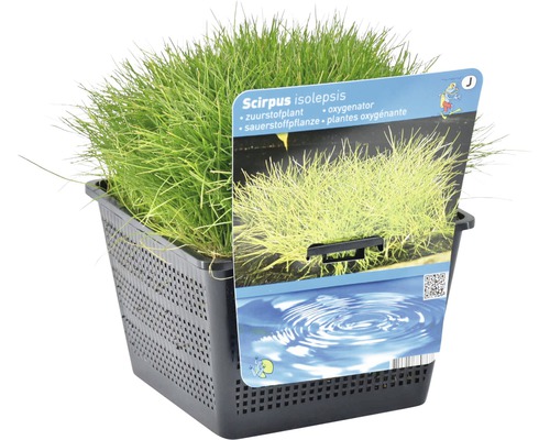 Scirpus isolepis Sauerstoffpflanze im schwarzen Pflanzkorb