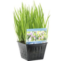 Iris Rose Queen Wasserpflanze in einem schwarzen Topf