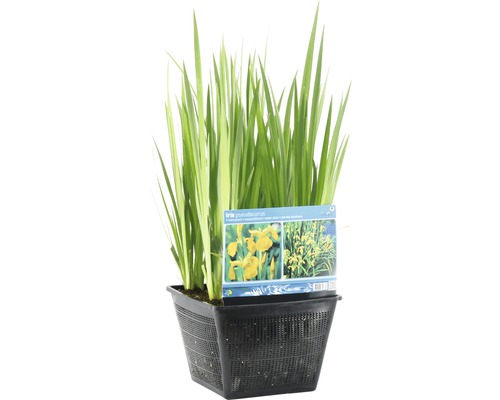 Iris des marais jaune dans un pot noir