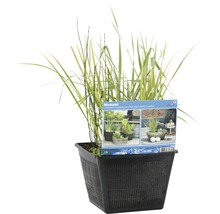 Mixmand Plante aquatique dans un pot de fleurs noir