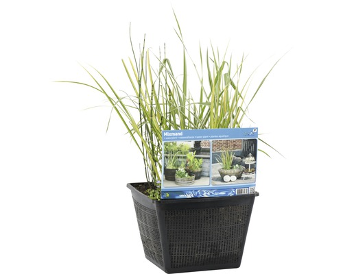 Mixmand Plante aquatique dans un pot de fleurs noir